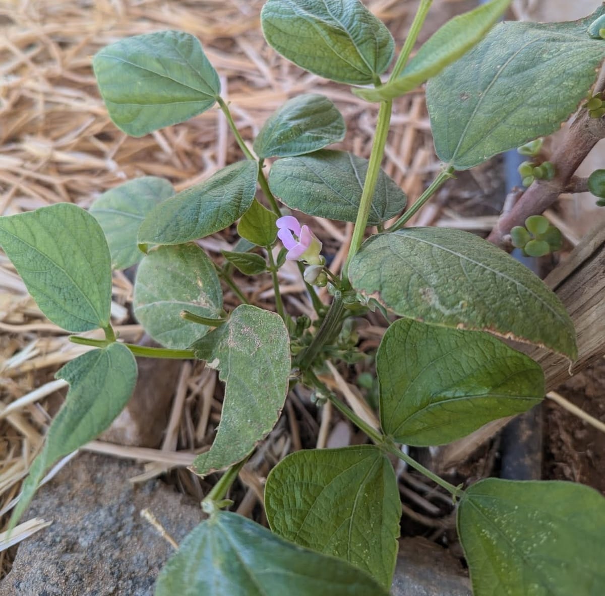 Closing Cycles: Gardening